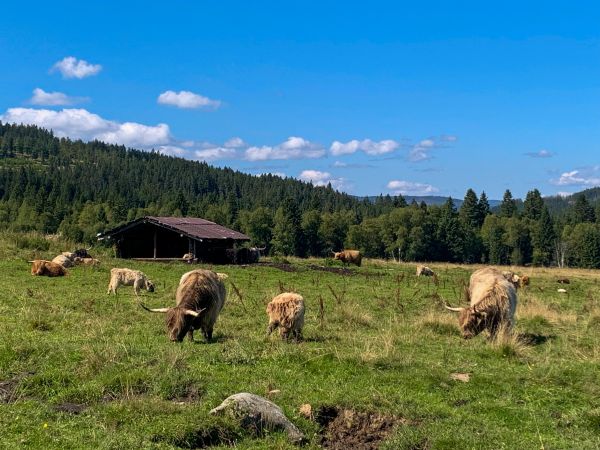Šumavou s její královnou - jen pro ženy! (13. - 15. 6.)